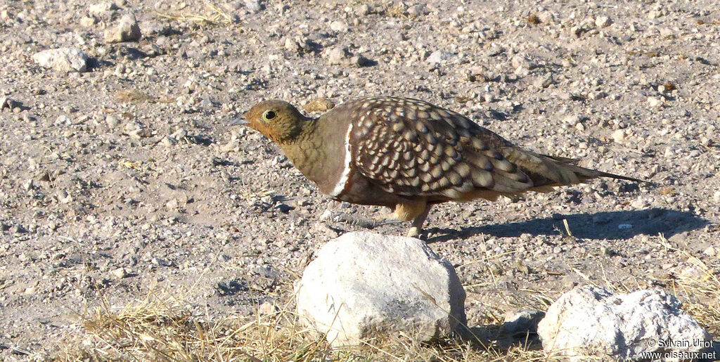 Namaqua Sandgrouse male adult