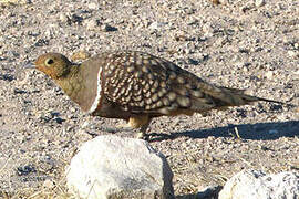 Namaqua Sandgrouse