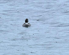 Common Goldeneye