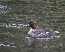 Common Goldeneye