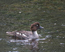 Common Goldeneye