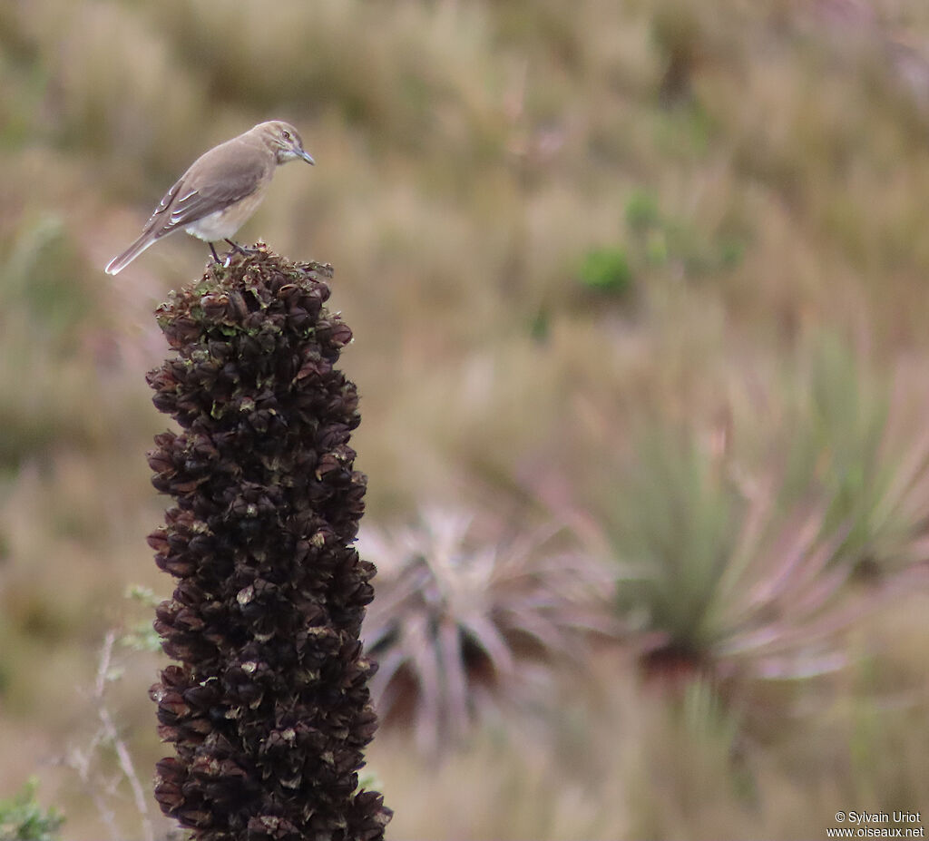 Black-billed Shrike-Tyrantadult