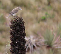 Black-billed Shrike-Tyrant