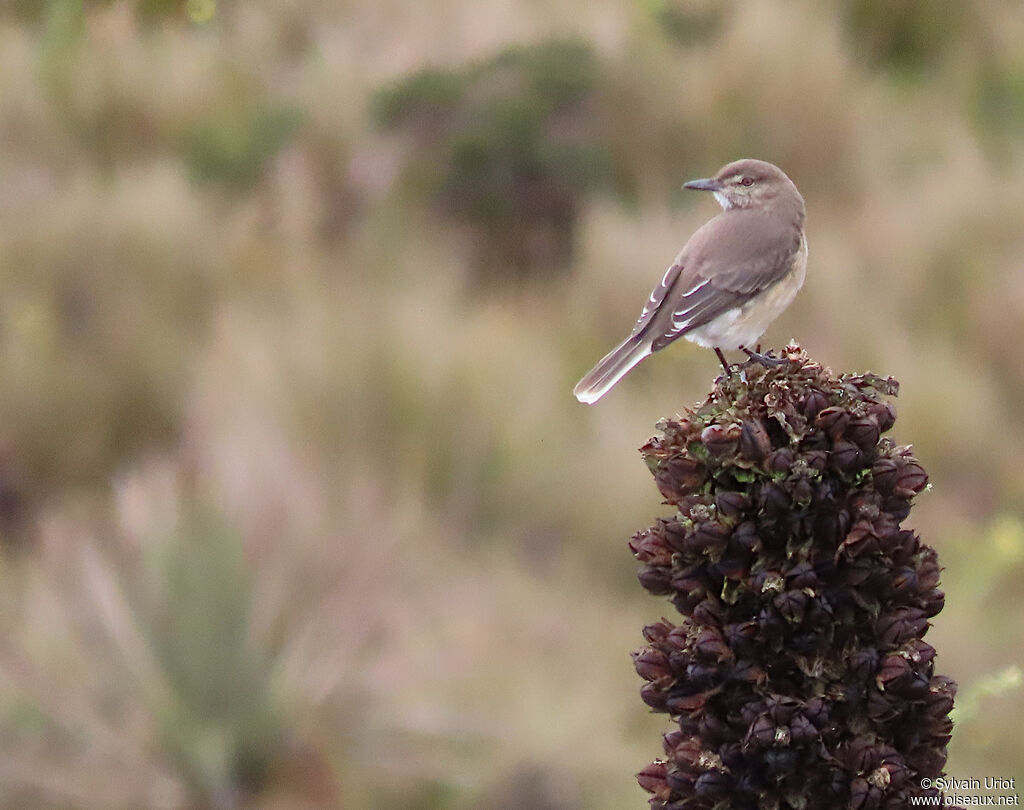 Black-billed Shrike-Tyrant