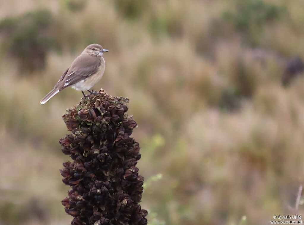 Black-billed Shrike-Tyrant