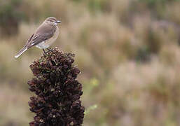 Black-billed Shrike-Tyrant