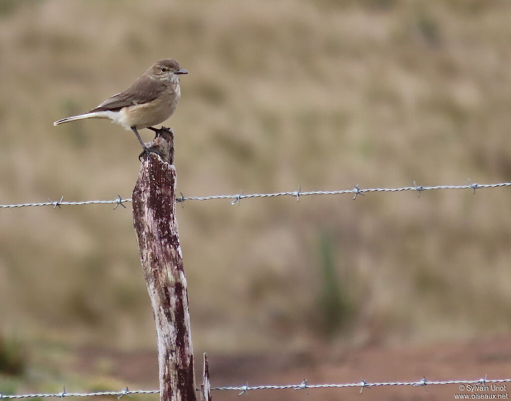 Black-billed Shrike-Tyrantadult