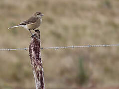 Black-billed Shrike-Tyrant