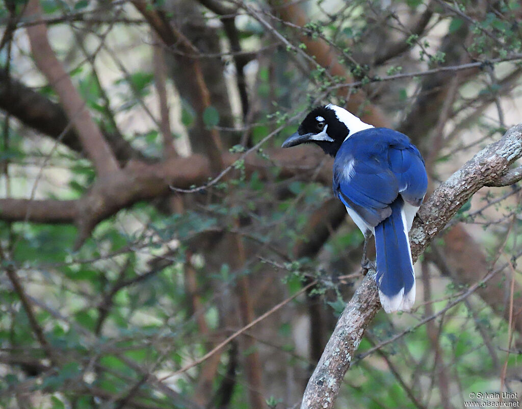 White-tailed Jay