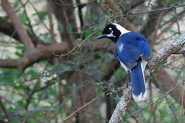 White-tailed Jay