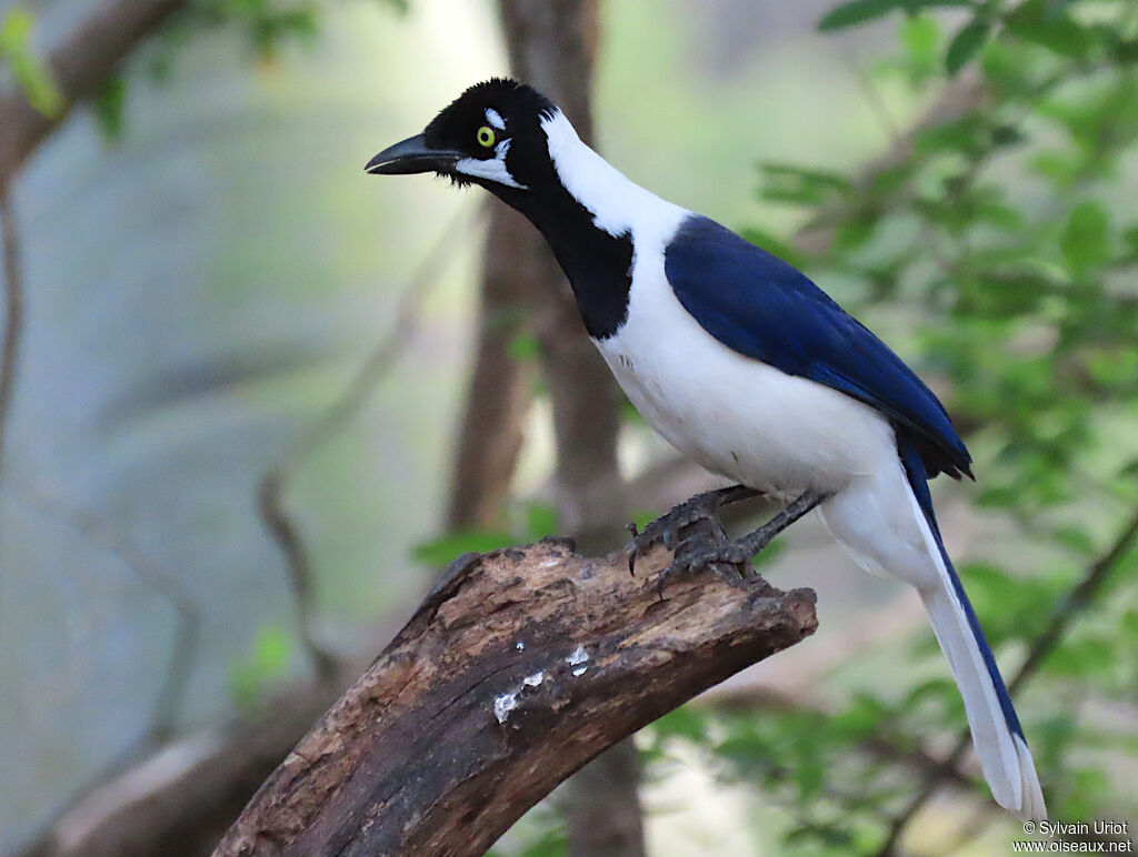 White-tailed Jay