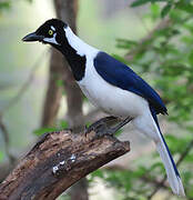 White-tailed Jay