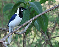 White-tailed Jay