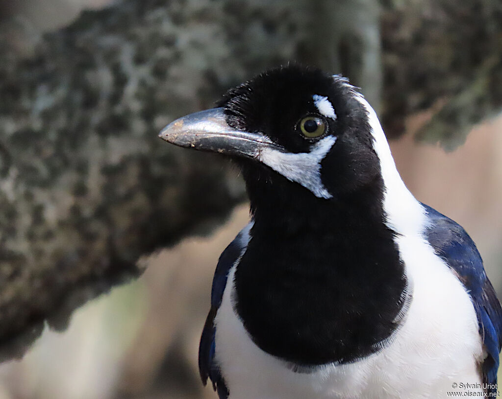 White-tailed Jay