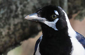 White-tailed Jay