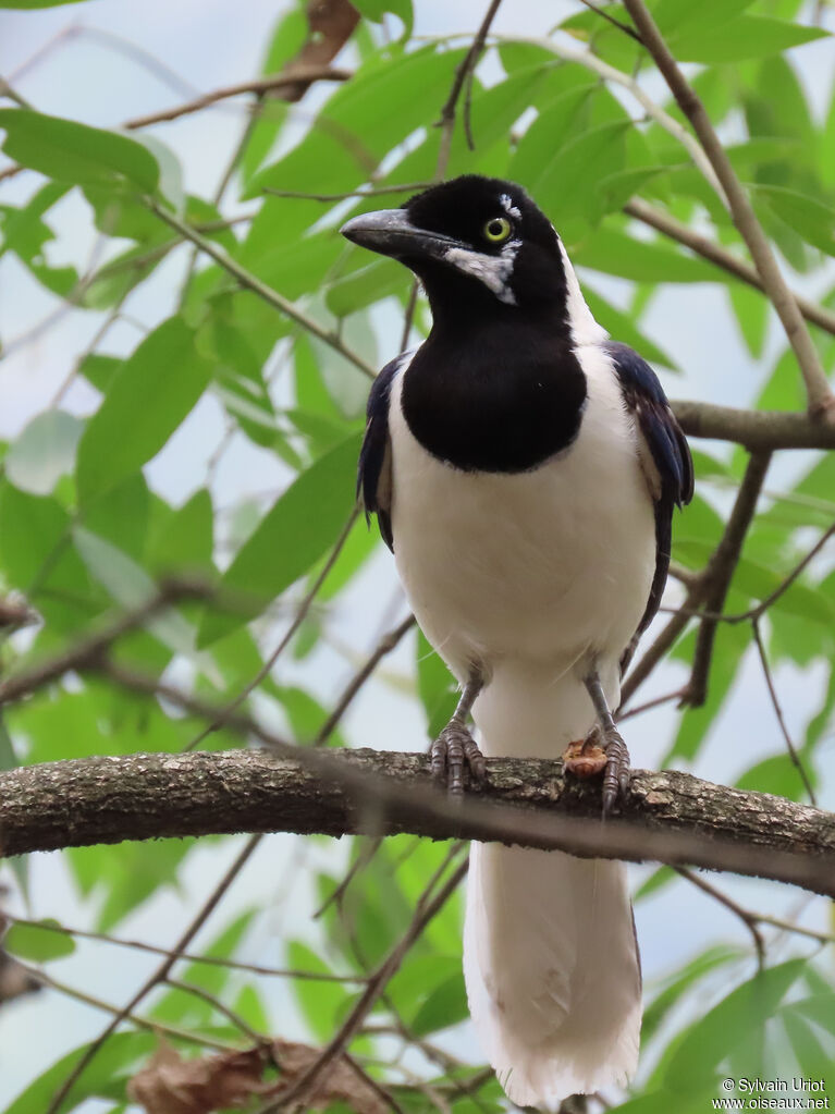 White-tailed Jay