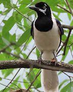 White-tailed Jay