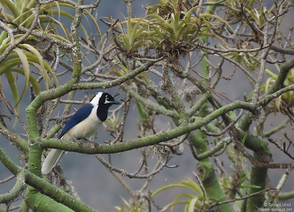 White-tailed Jay