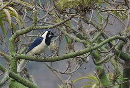 White-tailed Jay