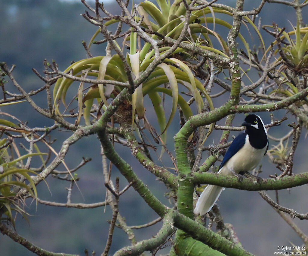 White-tailed Jay