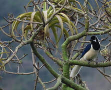 White-tailed Jay