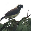 Geai de Cayenne