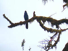 Turquoise Jay