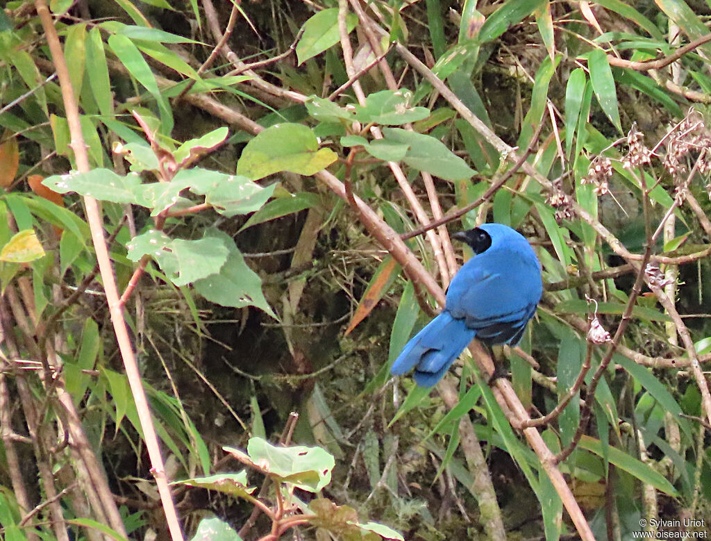 Turquoise Jayadult