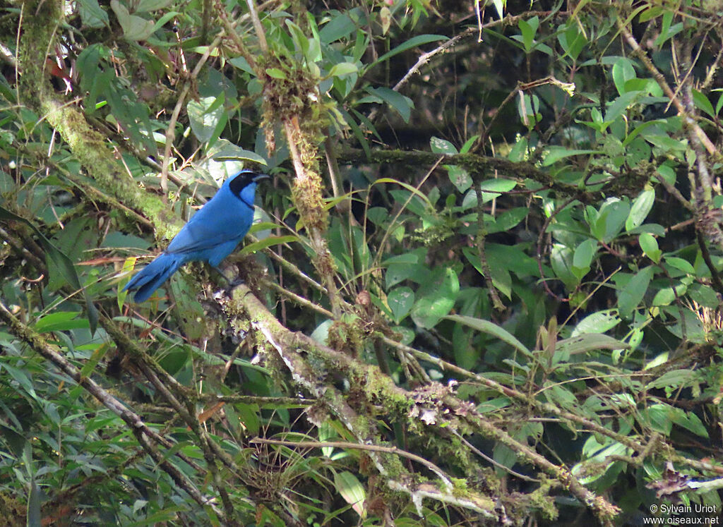 Turquoise Jayadult