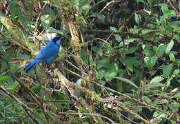 Turquoise Jay