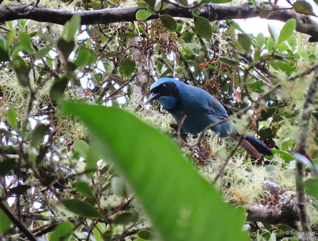 Turquoise Jayadult