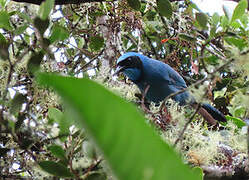 Turquoise Jay