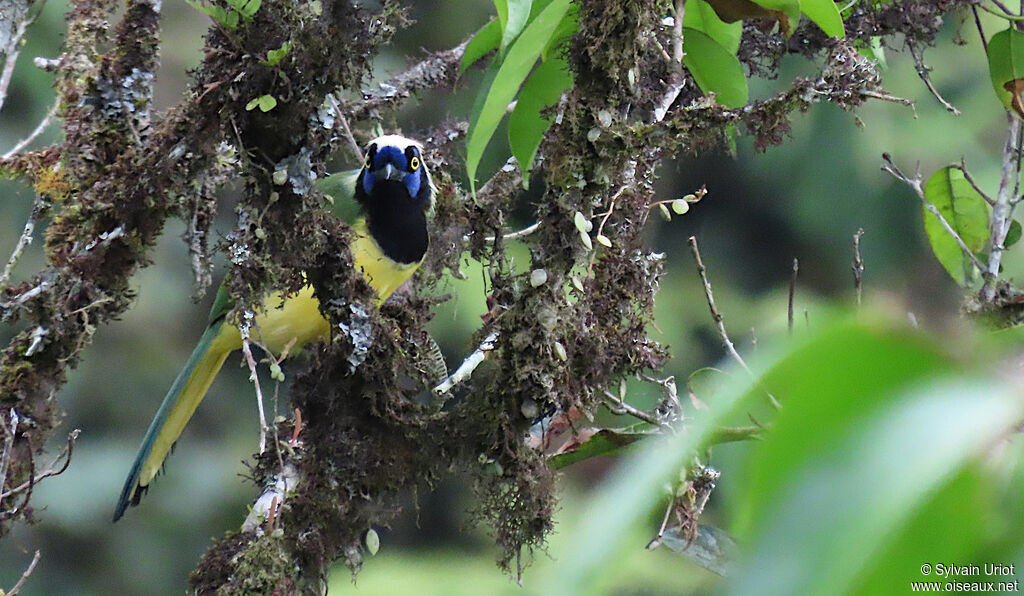 Inca Jayadult