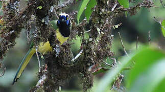 Inca Jay