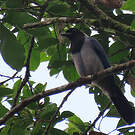 Geai violacé