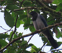 Violaceous Jay