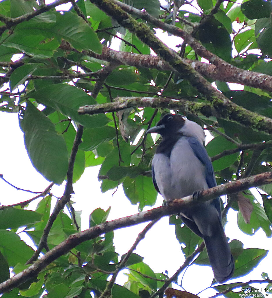 Violaceous Jayadult