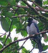 Violaceous Jay