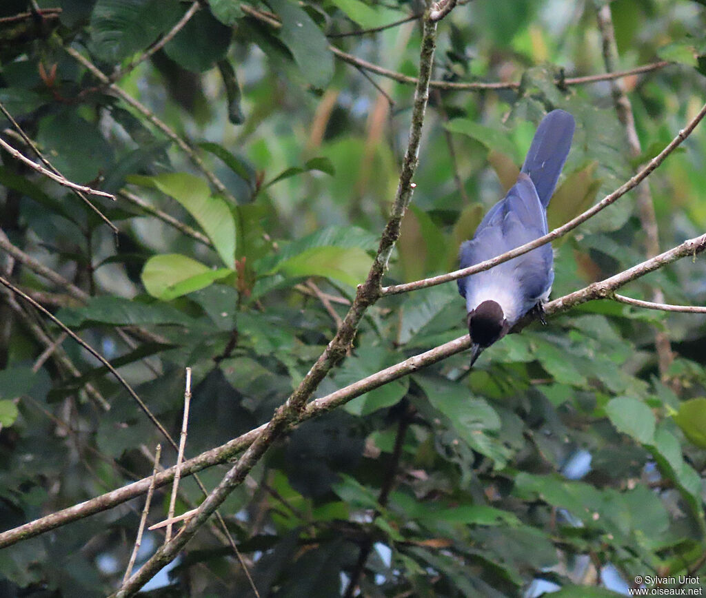 Violaceous Jayadult