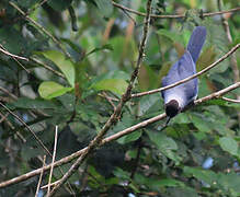 Violaceous Jay