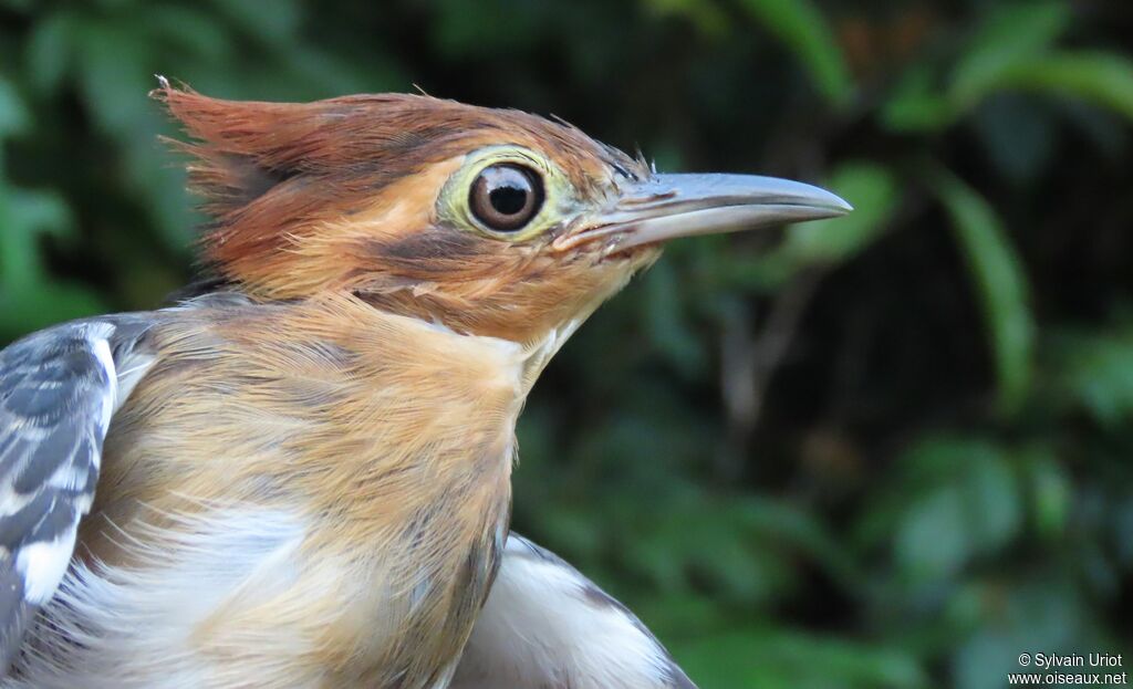 Pavonine Cuckooadult