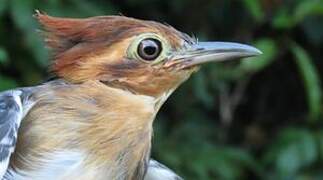 Pavonine Cuckoo