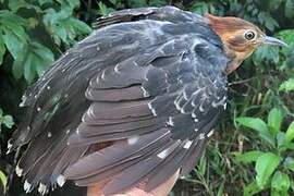 Pavonine Cuckoo