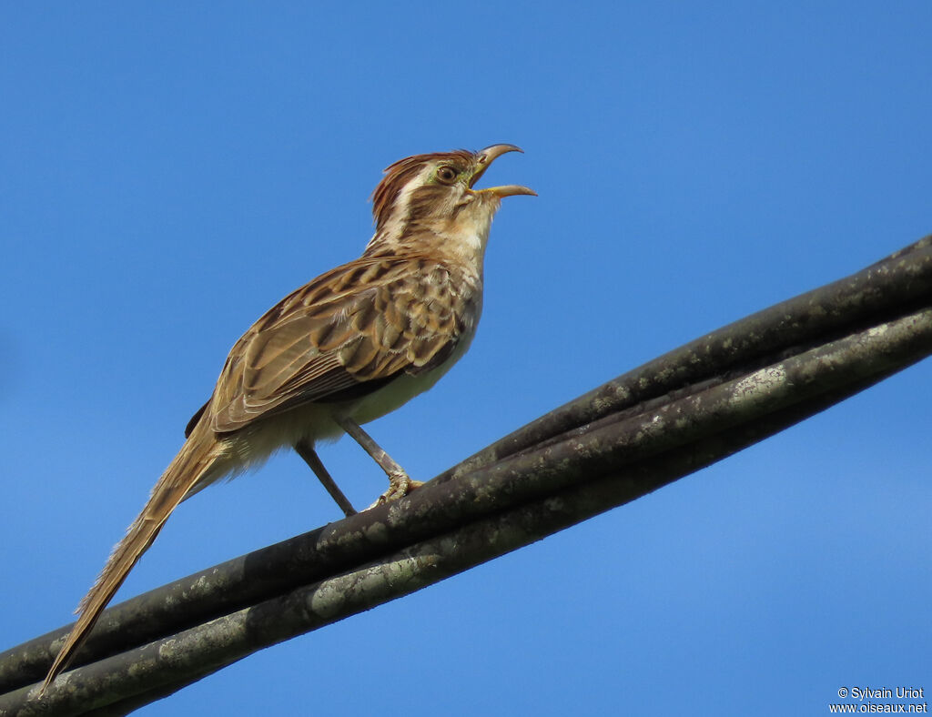 Géocoucou tachetéadulte