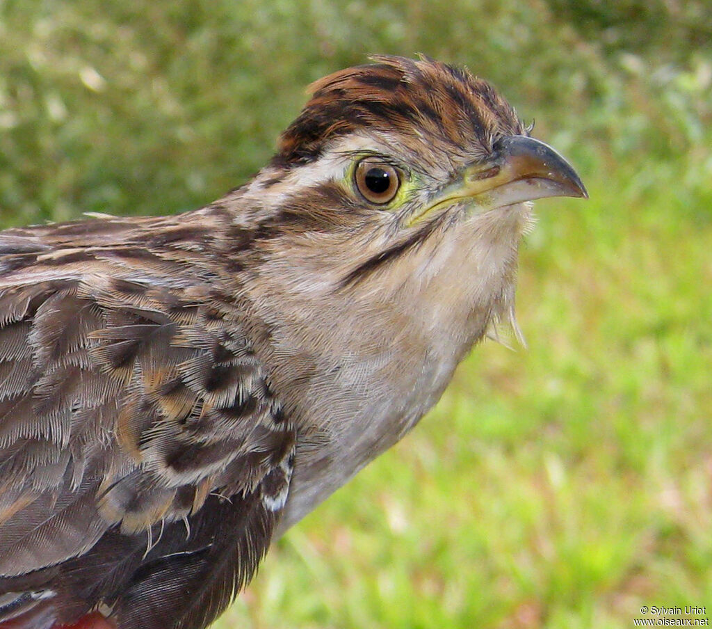 Striped Cuckooadult