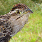 Striped Cuckoo