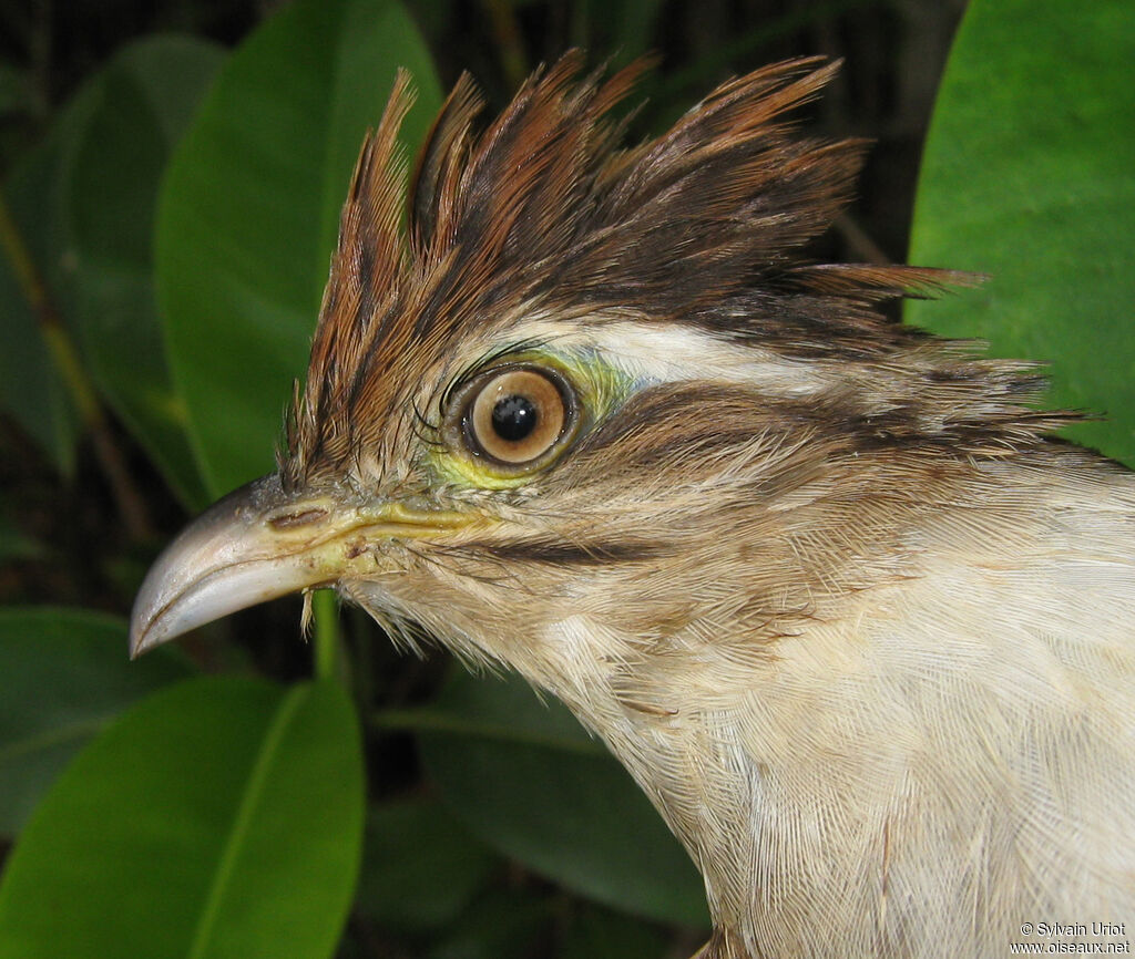 Striped Cuckooadult