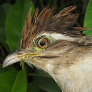 Striped Cuckoo