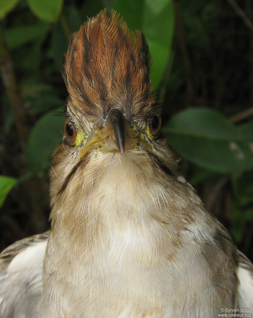 Striped Cuckooadult