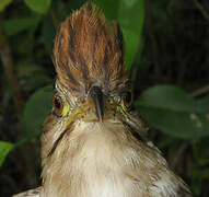 Striped Cuckoo